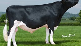 Leaders reshuffled amongst Jersey, Friesian, Ayrshire and other breeds